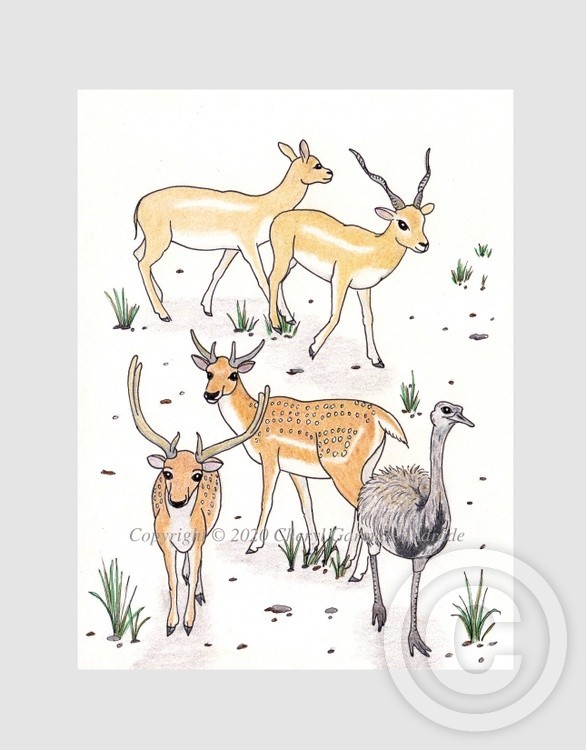 Fallow Deer, Gazelles & Rhea Whimsical Illustration