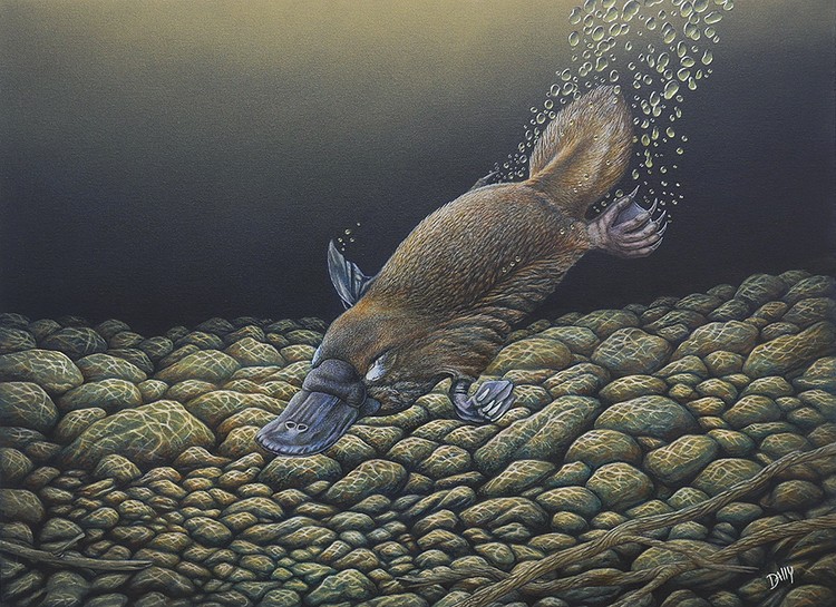 Platypus