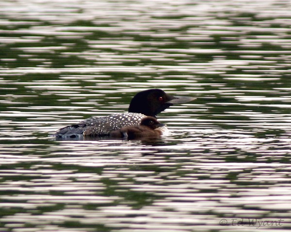 Loon Repose