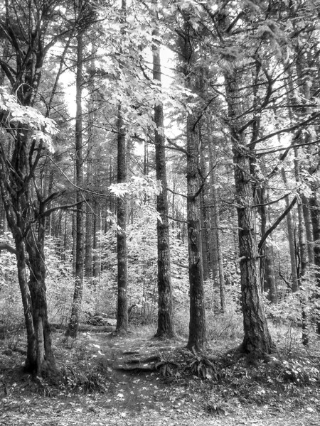 Nature In Black & White