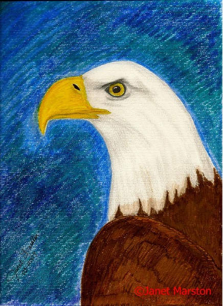 Bald Eagle
