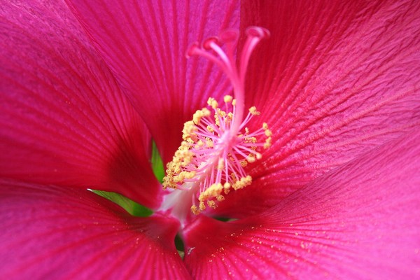 Pink Power: Inside a Perennial Hibiscus