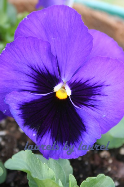 Purple Pansy 