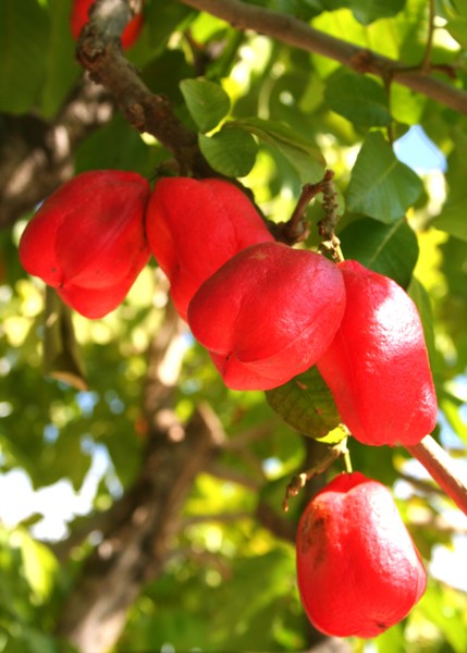 Ackee Fruit and Tree