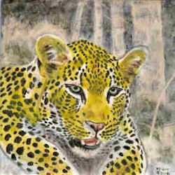 Leopard