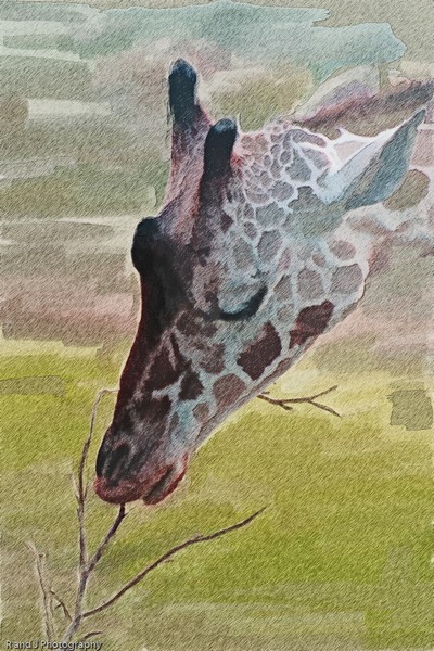 Giraffe eating