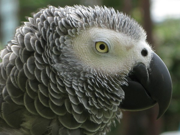 African Grey Portrait