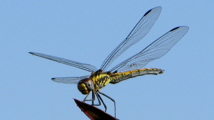 Dragon Fly001 copy