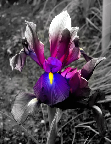 L'iris du Voisin