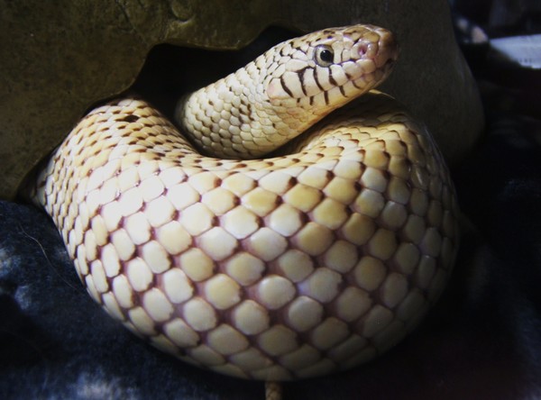 king snake