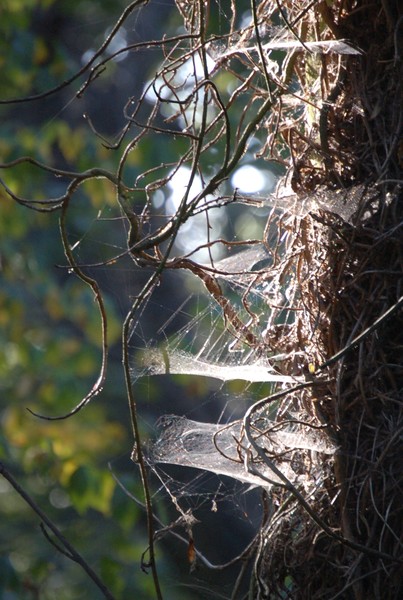 Tribal face in spiders webs