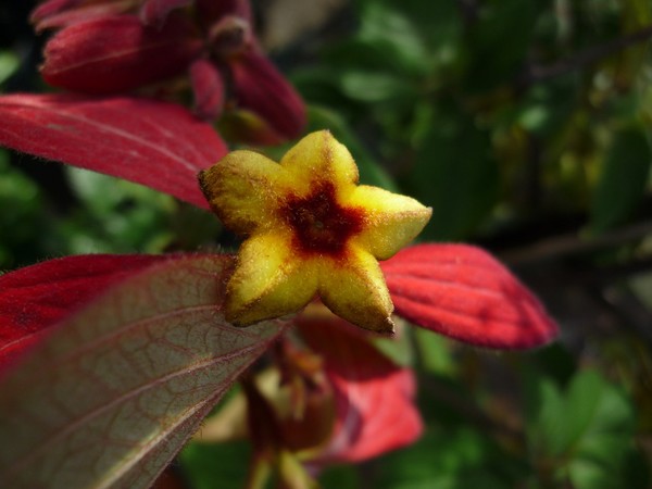 Flor de Ouro