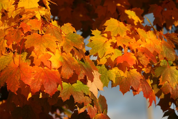 Fall Leave 2
