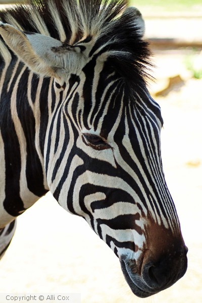 Zebra