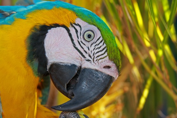 Blue and Gold Macaw 1