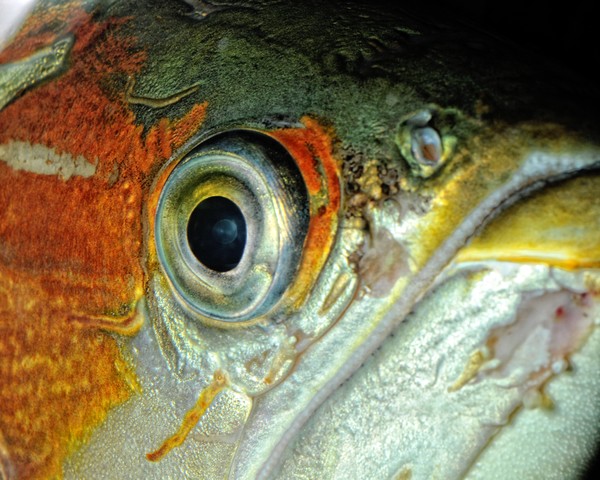 Arrowfish Eye