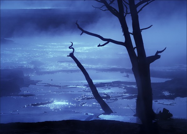 blue canary