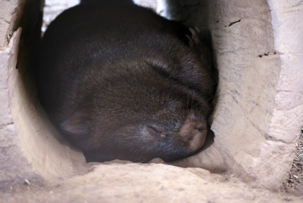 Wombat