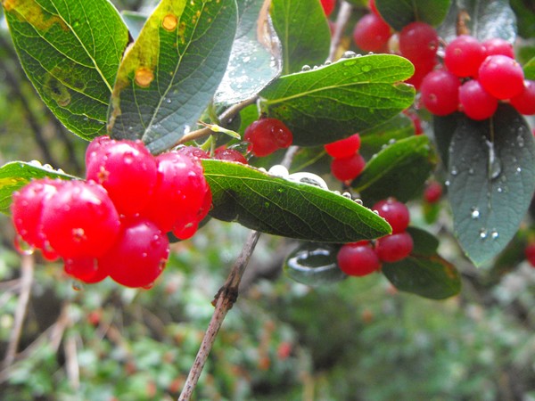 Berries