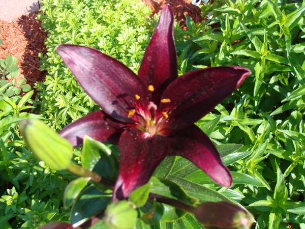 Asiatic Lily