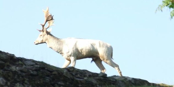 whitestag