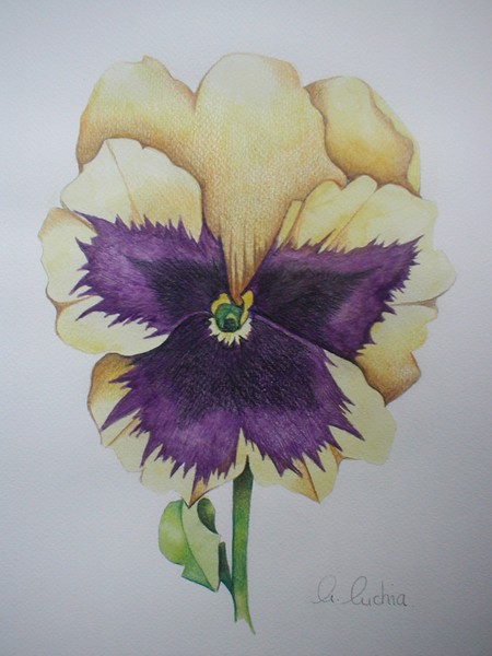 Yellow Pansy