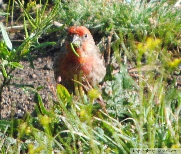 Bird 