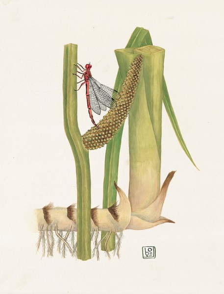 Calamus