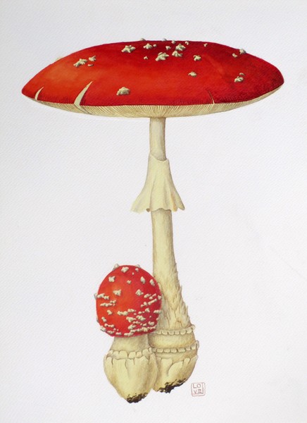 Amanita