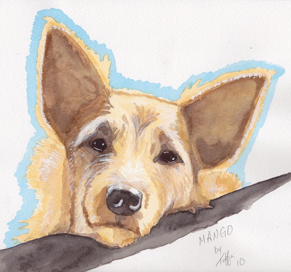 Australian Dingo