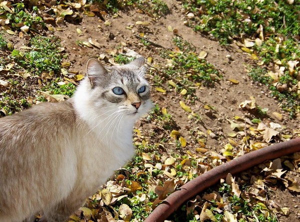 Miss Kitty236