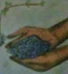 Harvest