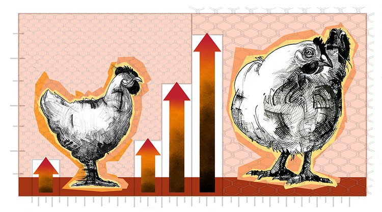 CHICKENS