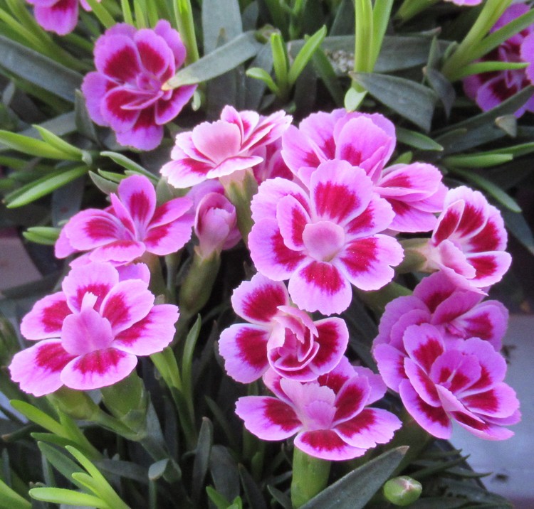 PINK CARNATIONS