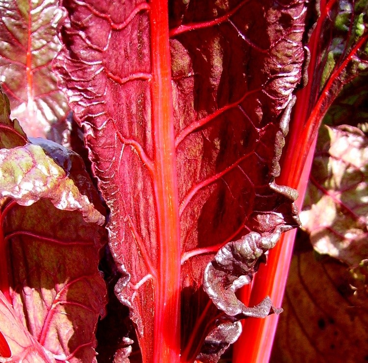 NATURAL RED ABSTRACT