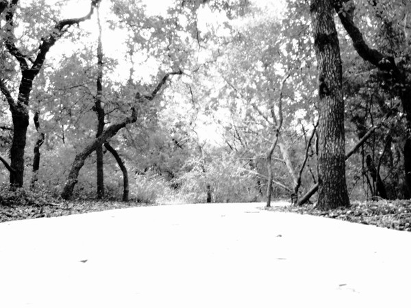 Beauty of Nature (Black & White)