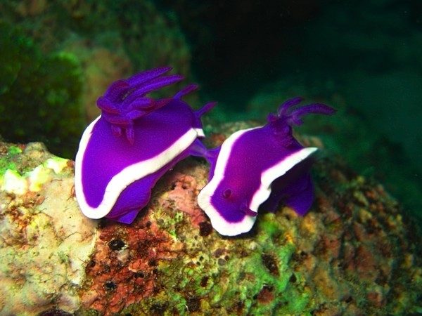 Mating Nudibranches