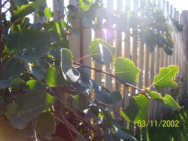 The Grape Vine