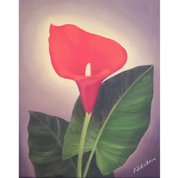 Red Calla Lily
