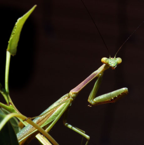 Mantis