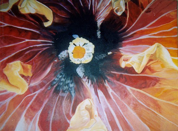Madonna Flower