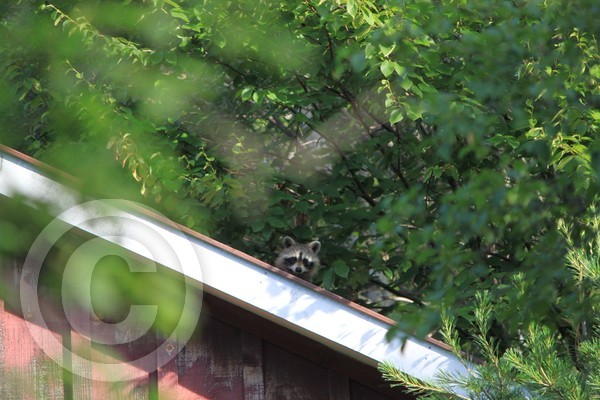 You can't see me