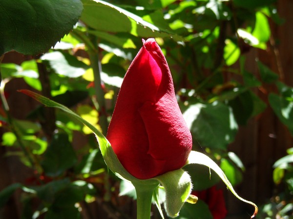 Love's Bloom