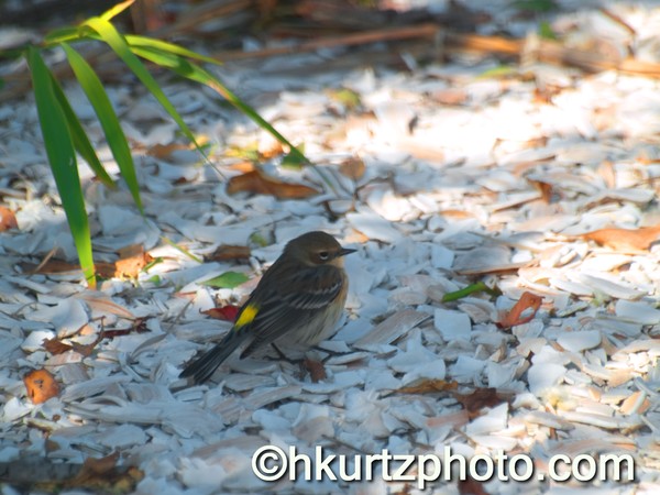 Yellow rumped warbler