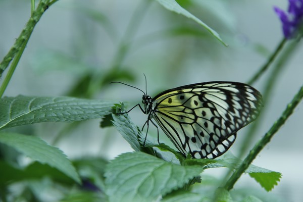 Bountiful Butterfly