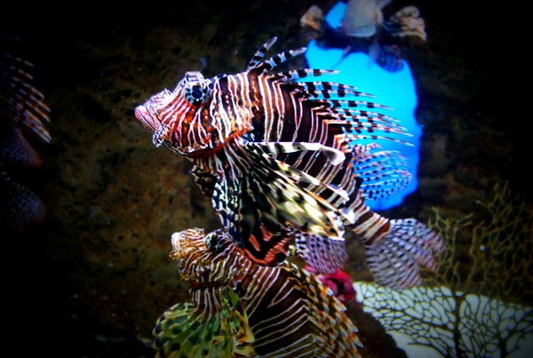 Fish
