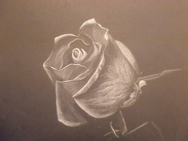 rose