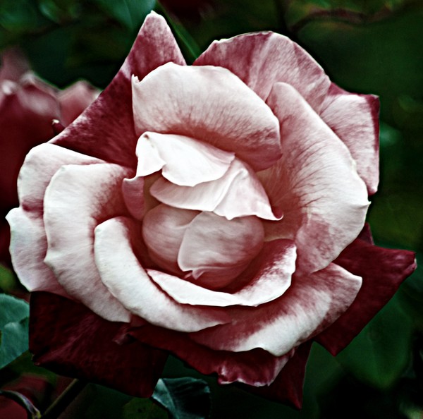 Rose 11