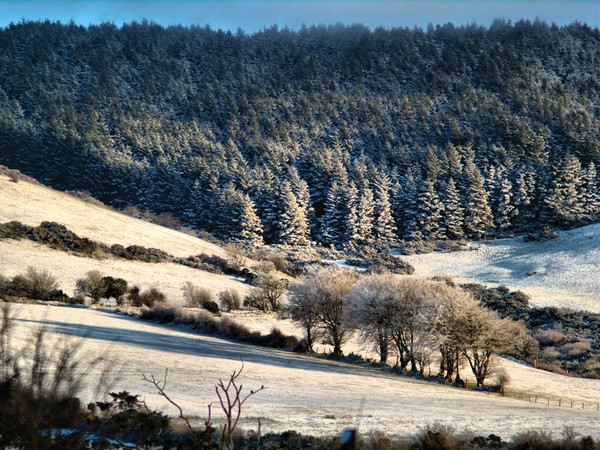 Snowy Fields