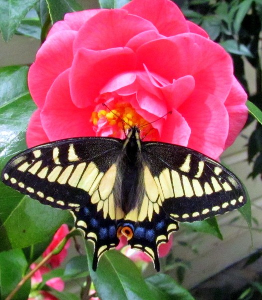 Just Fluttering on By